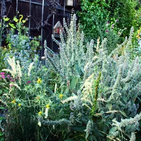 Bild von Geiser Gartenbau