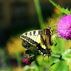 Bild von Geiser Gartenbau