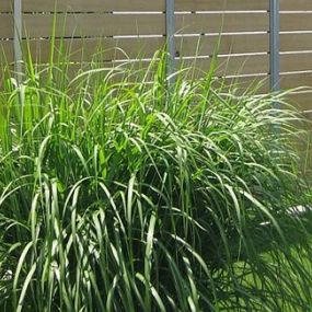 Bild von Bison Gartenbau AG