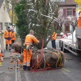 Bild von Alabor Gartenbau AG