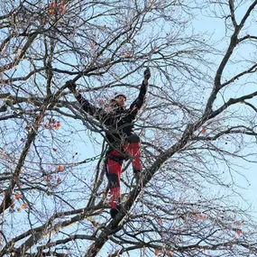 Bild von Alabor Gartenbau AG