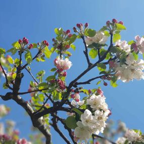 Gartenpflanzen Pflege Winterthur