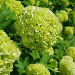 Winterthur Baumpflege Rasenpflege