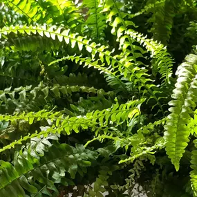 Teichbeleuchtung Pflege Garten Winterthur