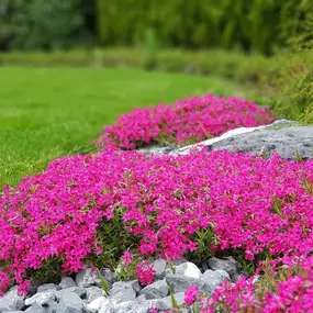 Winterthur Baumpflege Rasenpflege