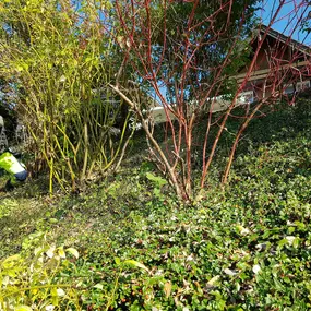 Rasen Pflanzen Pflege Winterthur