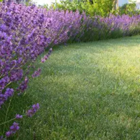 Rasenpflege Gartenpflege