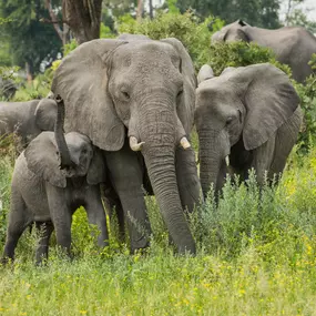 Bild von CHUI-Tours afrika safaris GmbH
