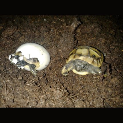 Logótipo de Landschildkröten Züchter,Griechische Landschildkröten