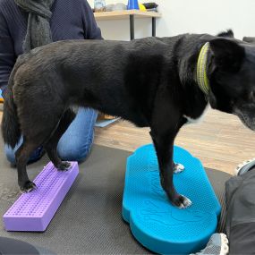 Bild von bellwegbar-Praxis für Hundephysiotherapie