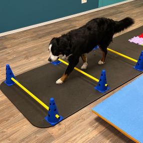 Bild von bellwegbar-Praxis für Hundephysiotherapie