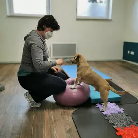 Bild von bellwegbar-Praxis für Hundephysiotherapie