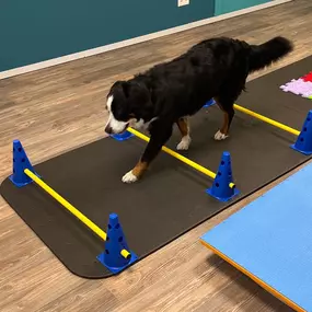 Bild von bellwegbar-Praxis für Hundephysiotherapie