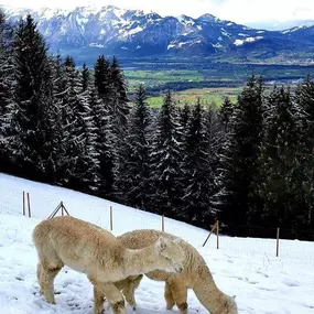 Bild von Hoamat G`fühl Alpakas - Familie Matt