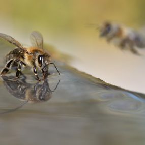 Bild von Apisfarm Imkerei