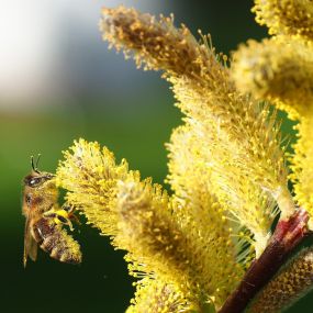 Bild von Apisfarm Imkerei