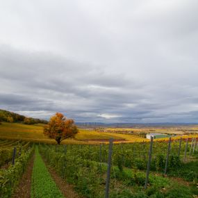 Bild von Weinhaus Uhl