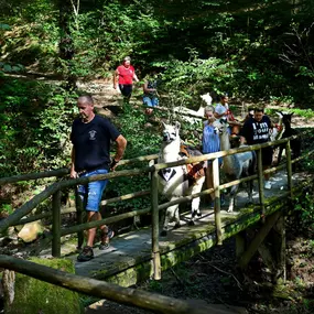 Bild von Pöllauertal Alpakas
