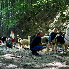 Bild von Pöllauertal Alpakas