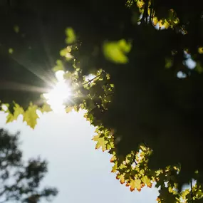 Bild von Bestattungen Knapp GmbH | Bestatter in Heilbronn & Umgebung