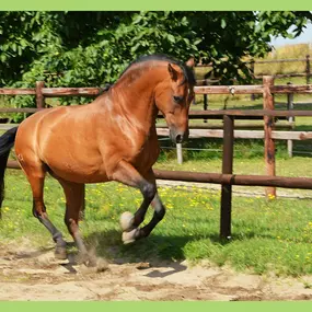 Bild von medicaVET Animal Care Inh. Nina Radünz