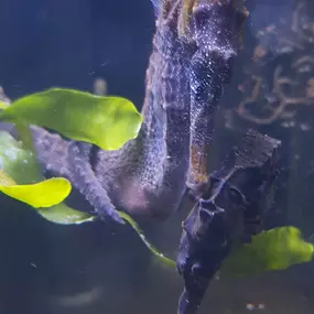 Bild von Meerwasseraquaristik Land