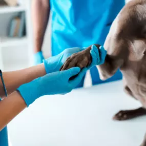 Bild von Zentrum für Kleintiermedizin Dr. Stanley Geisler & Marcus Hoppe