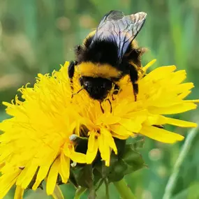 Bild von Die Waldfrauen