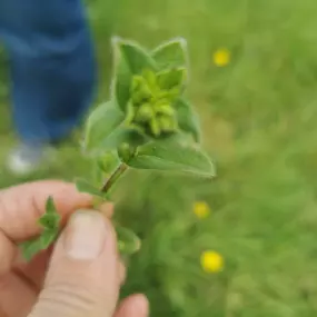 Bild von Die Waldfrauen