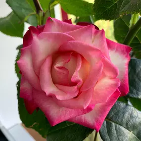 Bild von Weggiser Rosen Pfrunder