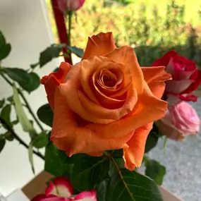 Bild von Weggiser Rosen Pfrunder