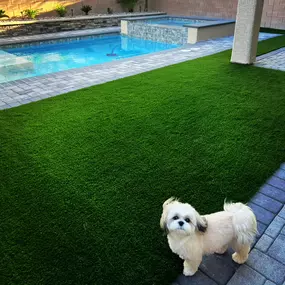 Bild von Purchase Green Artificial Grass