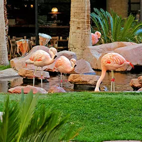 Flamingo at the Flamingo Hotel Las Vegas Pools