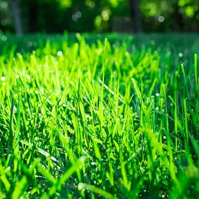 Bild von TruGreen Lawn Care