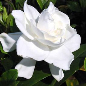 gardenia-03.jpg