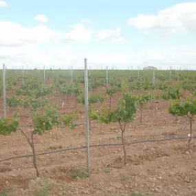 servicas-sl-vinedo-01.jpg
