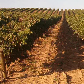 servicas-sl-vendimia-05.jpg