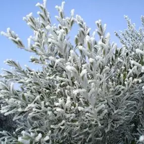 aceite-de-hielo.jpg