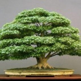 agroquimicos-ochoa-bonsai-03.jpg