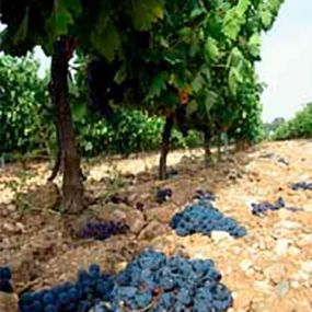 bodegas-raul-calvo-vinedos-03.jpg