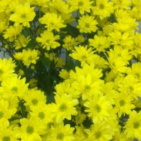 flores-valdecilla-flores-amarillas-02.jpg