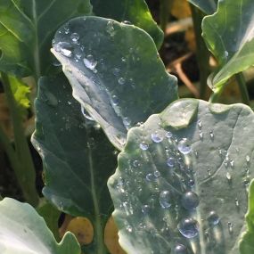 Plantas_Brocoli_Badajoz.jpg