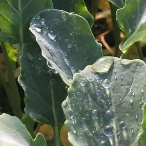 Plantas_Brocoli_Badajoz.jpg