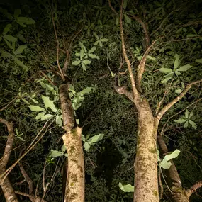 Bild von Limelight Landscape Lighting