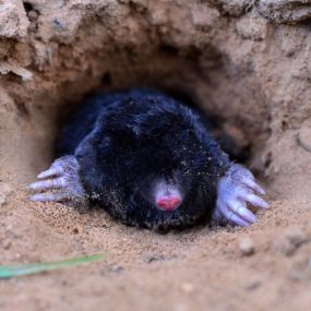 Moles animal removal and control
