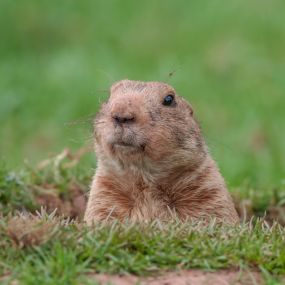 Groundhog removal and control