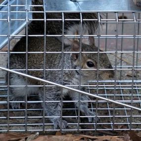 Humane Squirrel Trapping