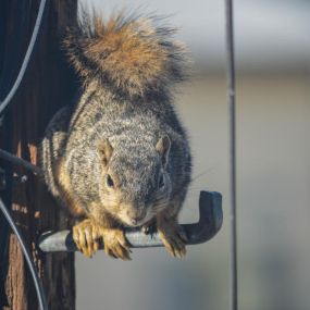 For common signs of a squirrel in your garage or attic, click here.