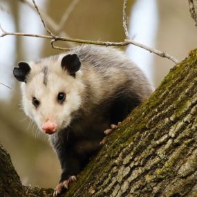 Opossum removal and control