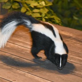 Skunk removal and control